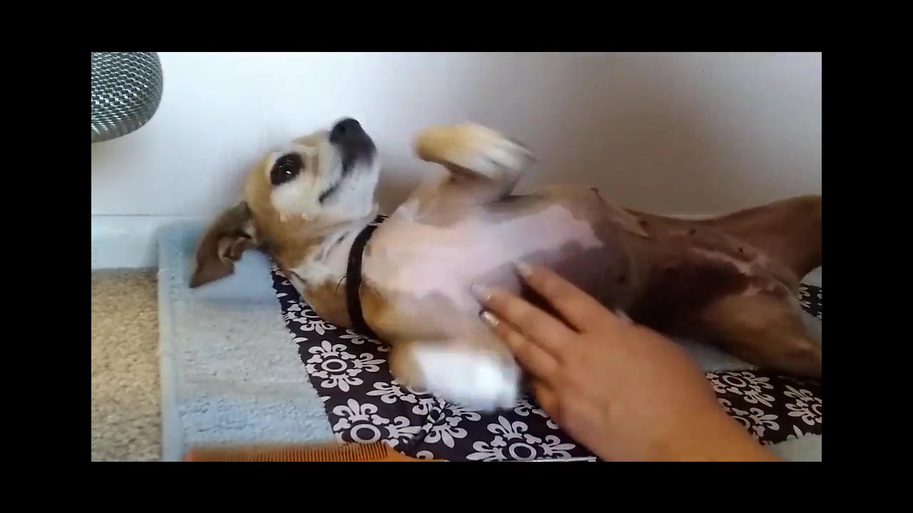 Xxvideosdog - Free HD Mom petting my weiner dog Porn Video